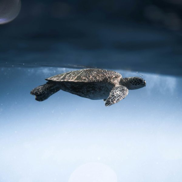 oceanica-associazione-ets-busto-arsizio